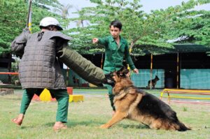 Địa chỉ huấn luyện chó cảnh tốt nhất tại Tphcm
